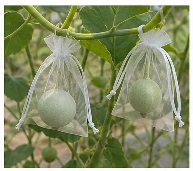 Organza mesh bags — 農業瓜果保護袋 — 目前應用或細節參考圖，後續可替換為真實案例照片
